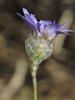 Cupidone, Catananche bleue, Cigaline Catananche caerulea L., 1753