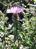 Centaurée rude Centaurea aspera L., 1753