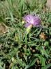 Centaurée rude Centaurea aspera L., 1753