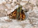 Virgule (La), Comma (Le) Hesperia comma (Linnaeus, 1758)