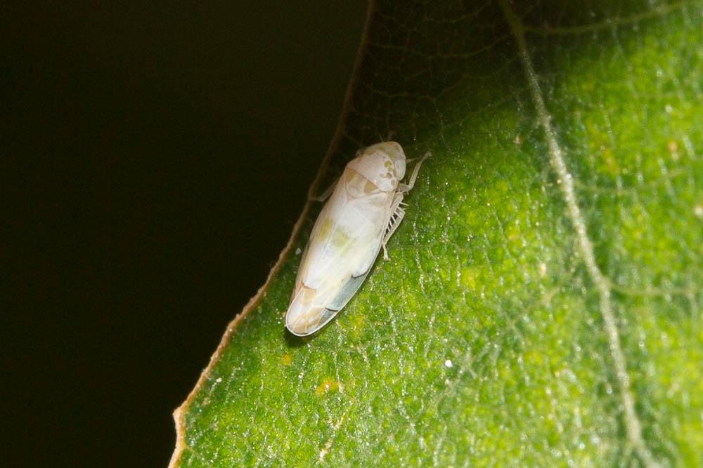  Eurhadina concinna (Germar, 1831)