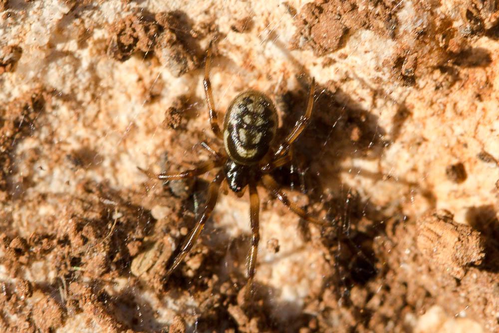 Steatoda albomaculata (De Geer, 1778)