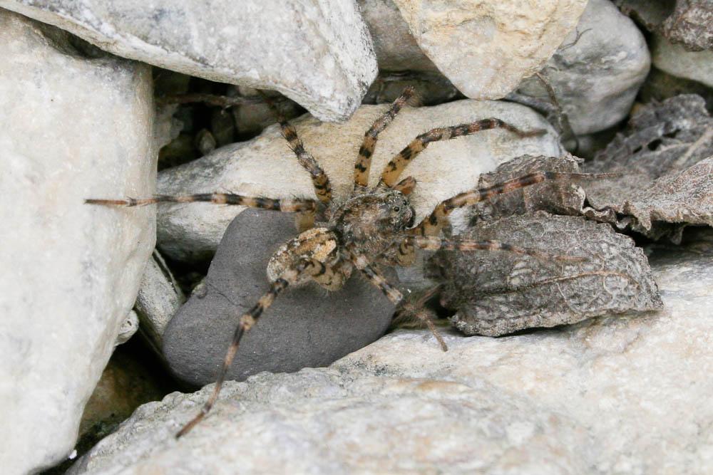  Arctosa perita (Latreille, 1799)