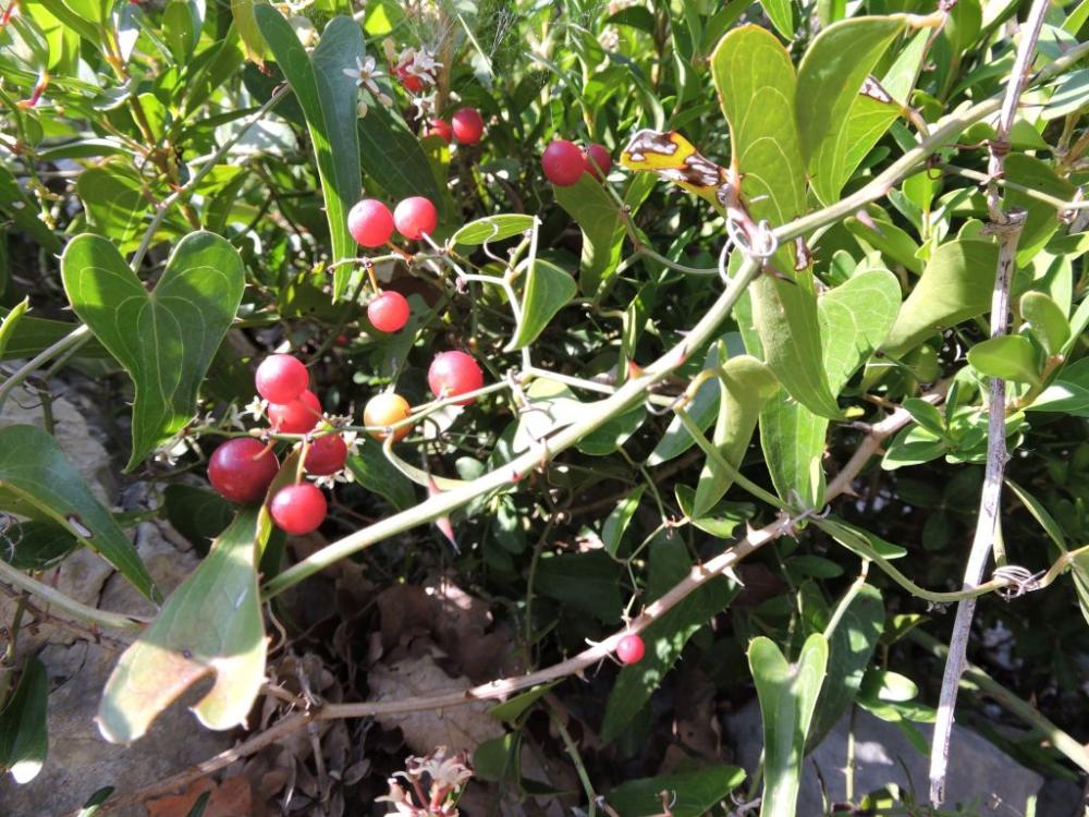 Salsepareille, Liseron épineux Smilax aspera L., 1753