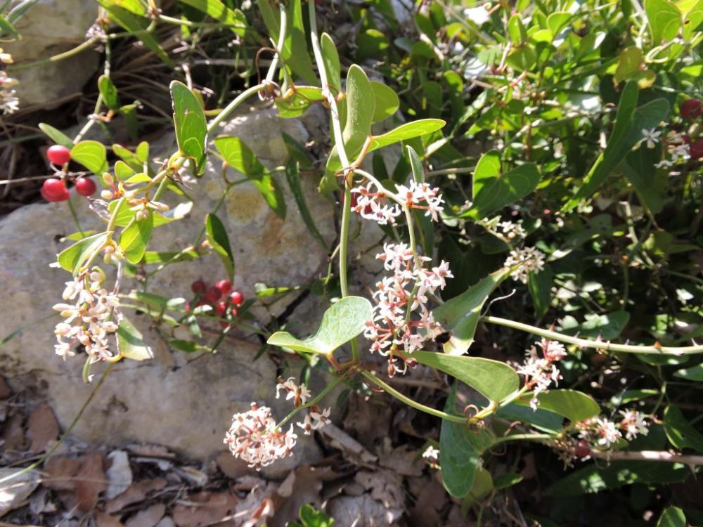 Salsepareille, Liseron épineux Smilax aspera L., 1753