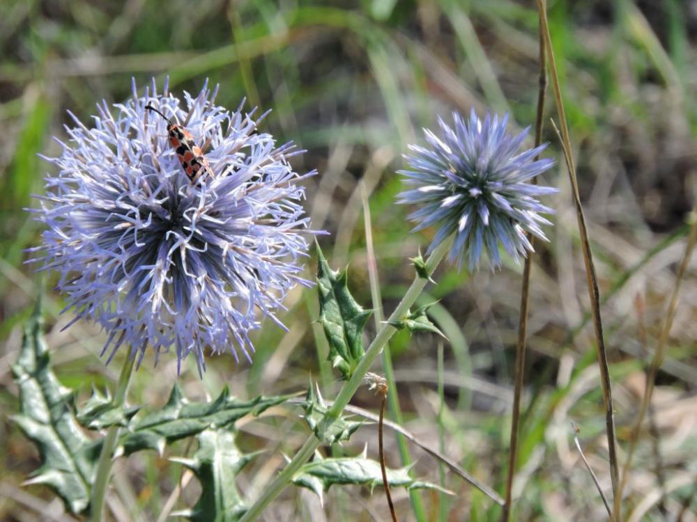 Échinops, Chardon bleu Echinops ritro L., 1753