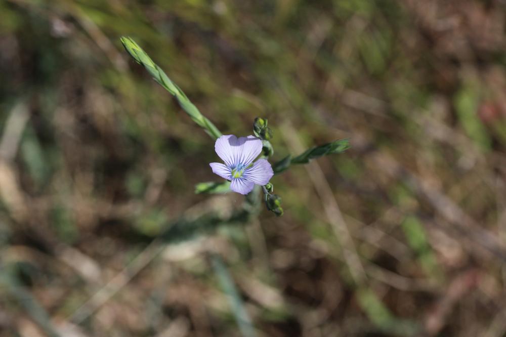 Lin bisannuel Linum usitatissimum subsp. angustifolium (Huds.) Thell., 1912