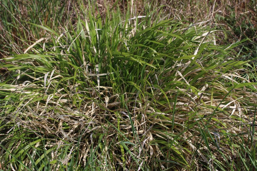 Brachypode des bois, Brome des bois Brachypodium sylvaticum (Huds.) P.Beauv., 1812
