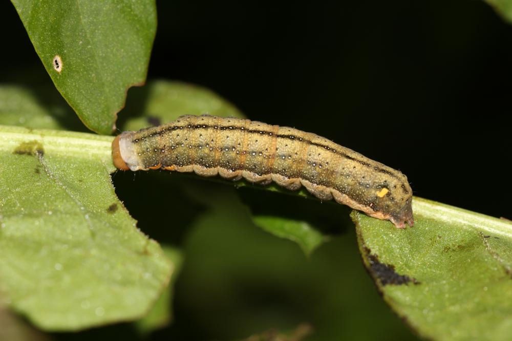 Noctuelle de l'Arroche (La) Trachea atriplicis (Linnaeus, 1758)