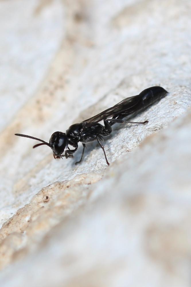  Trypoxylon Latreille, 1796
