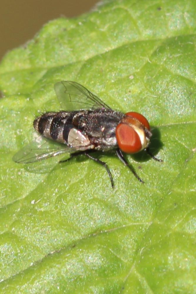 Miltogramma