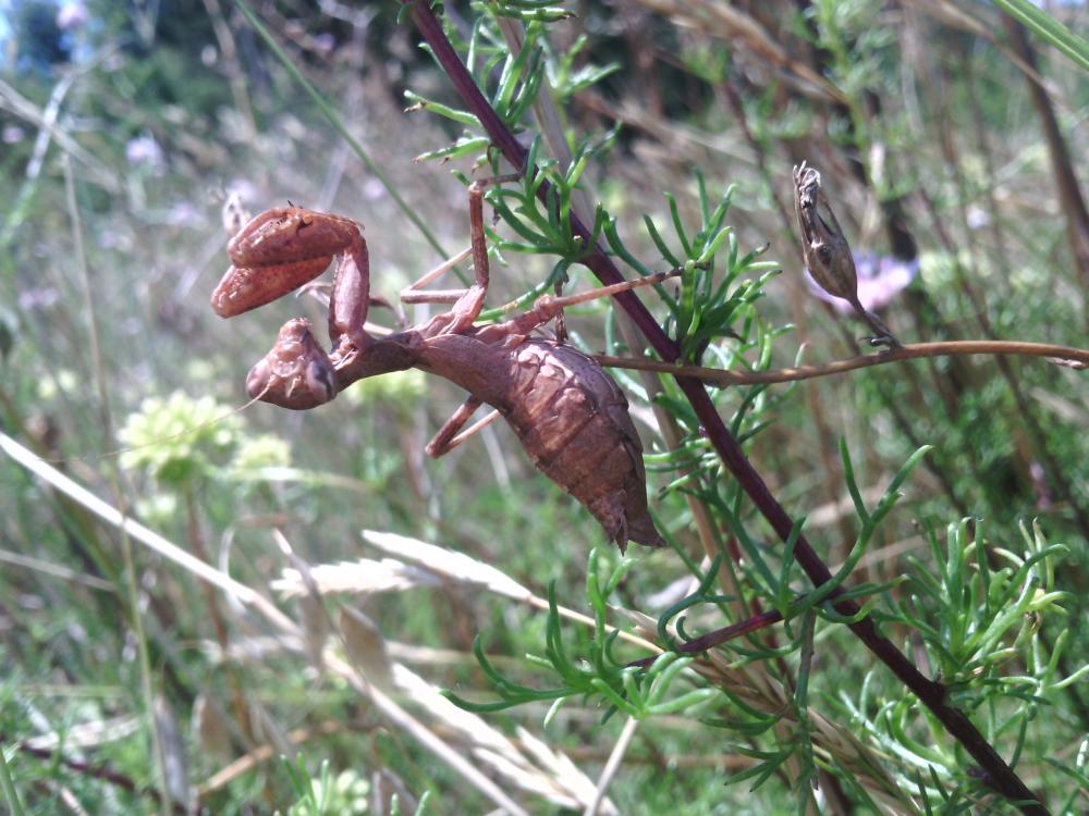 Ameles spallanzania (Rossi, 1792)