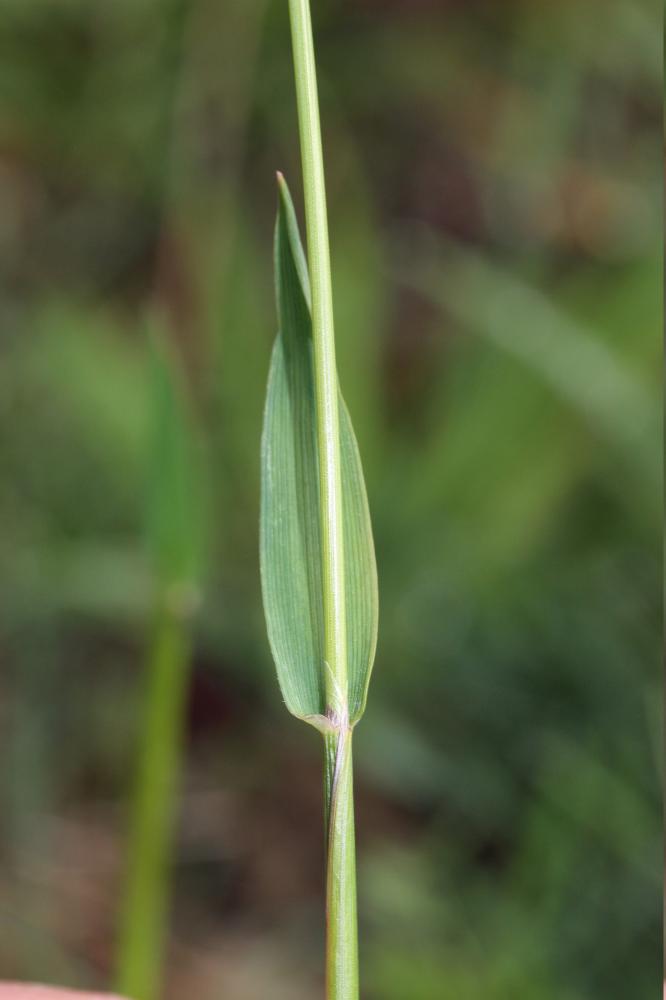 Flouve odorante Anthoxanthum odoratum L., 1753