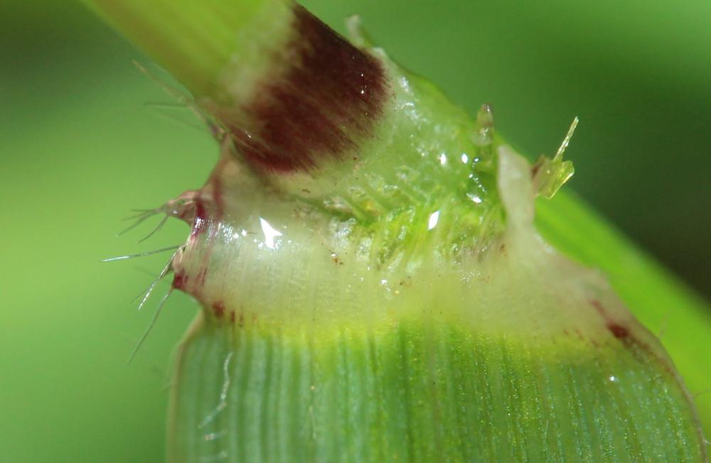 Flouve odorante Anthoxanthum odoratum L., 1753