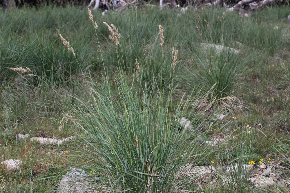 Queyrel Patzkea paniculata (L.) G.H.Loos, 2010