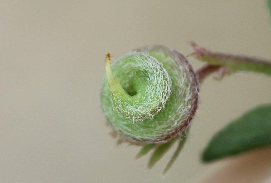 Luzerne souffrée, Luzerne sous-ligneuse Medicago suffruticosa Ramond ex DC., 1805