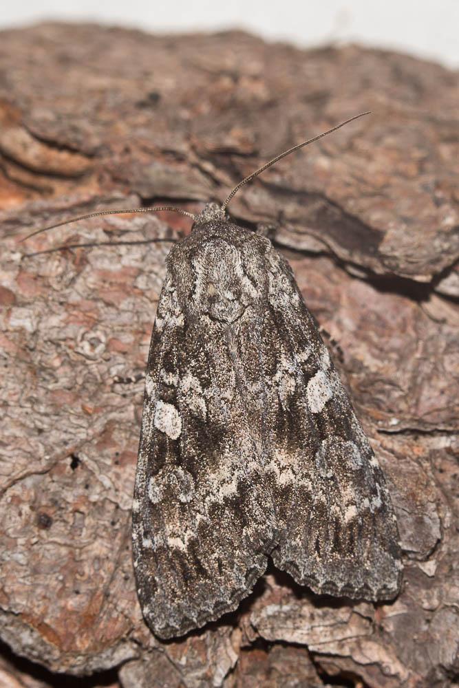 Occulte (L') Eurois occulta (Linnaeus, 1758)