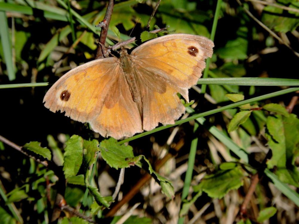 Myrtil (Le), Myrtile (Le), Jurtine (La), Janire (L Maniola jurtina (Linnaeus, 1758)