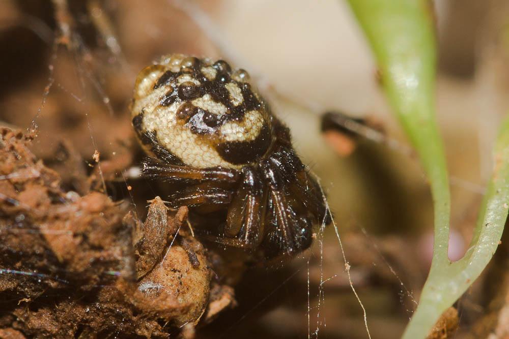Steatoda albomaculata (De Geer, 1778)