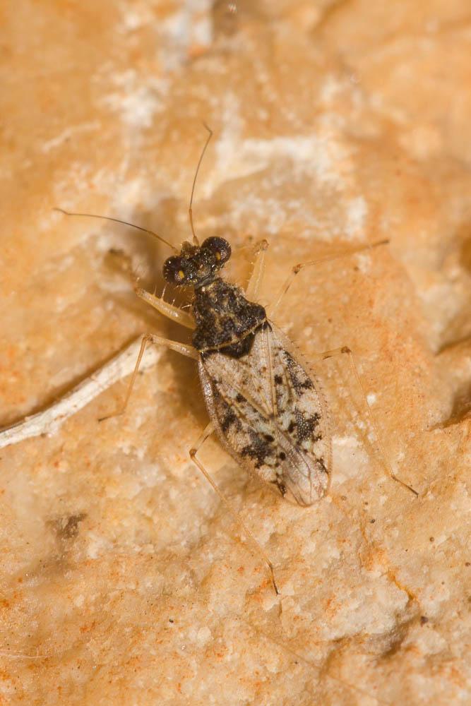 Leptopode marbré Leptopus marmoratus (Goeze, 1778)