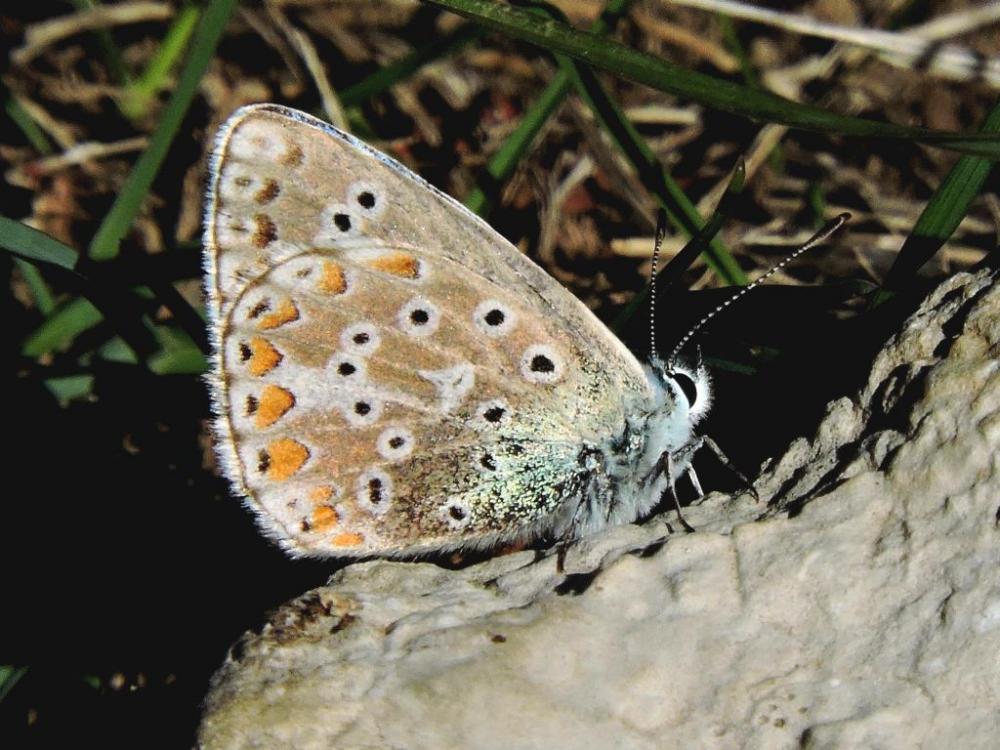 Azuré bleu-céleste (L'), Bel-Argus (Le), Argus ble Lysandra bellargus (Rottemburg, 1775)