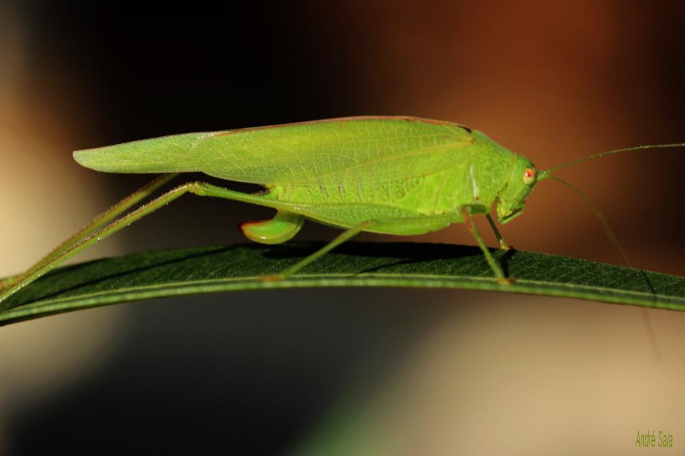 Phanéroptère méridional Phaneroptera nana Fieber, 1853