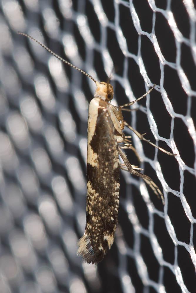 Argyresthia conjugella Zeller, 1839