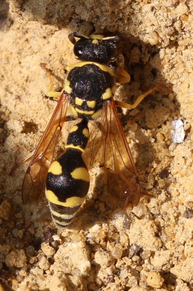 Eumenes Latreille, 1802