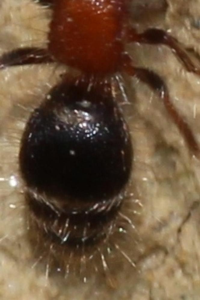 Myrmilla calva (Villers, 1789)