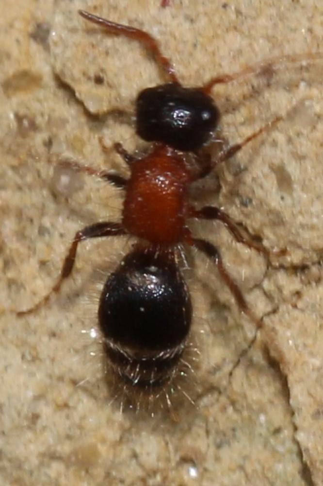  Myrmilla calva (Villers, 1789)