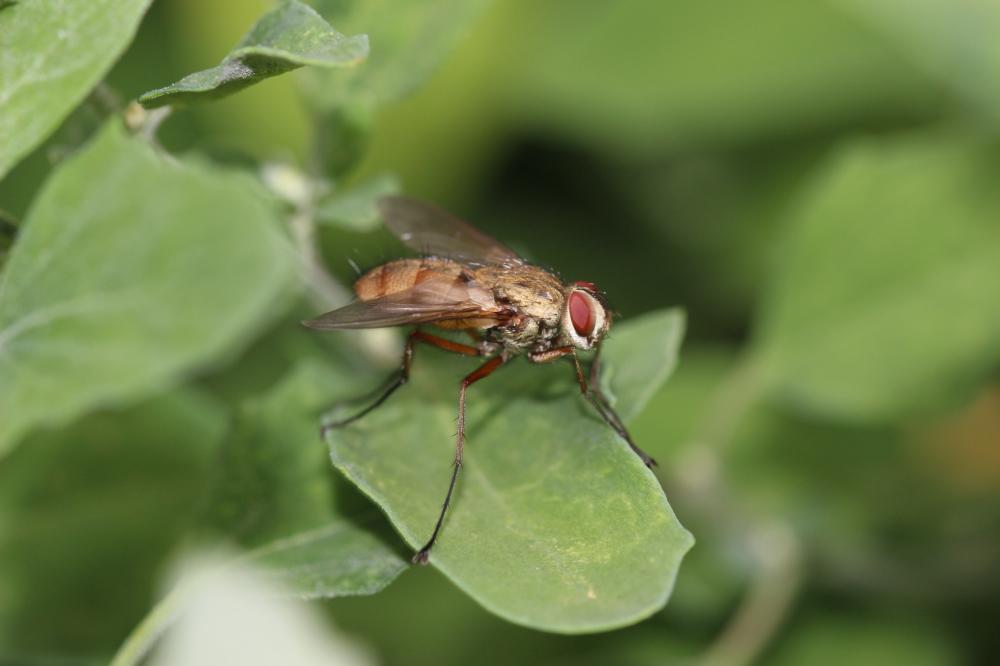 Dexia rustica (Fabricius, 1775)
