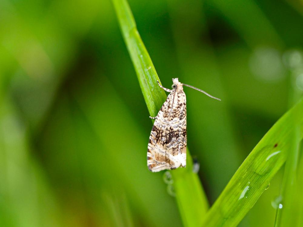 Orthotaenia undulana (Denis & Schiffermüller, 1775)