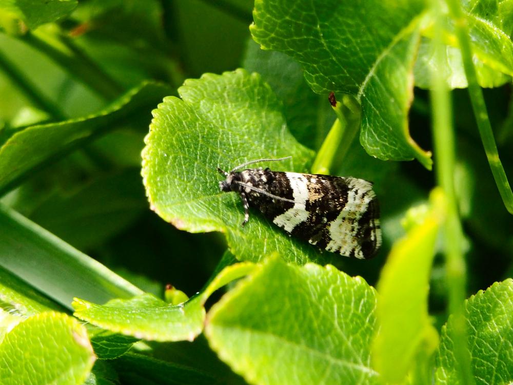  Phiaris bipunctana (Fabricius, 1794)
