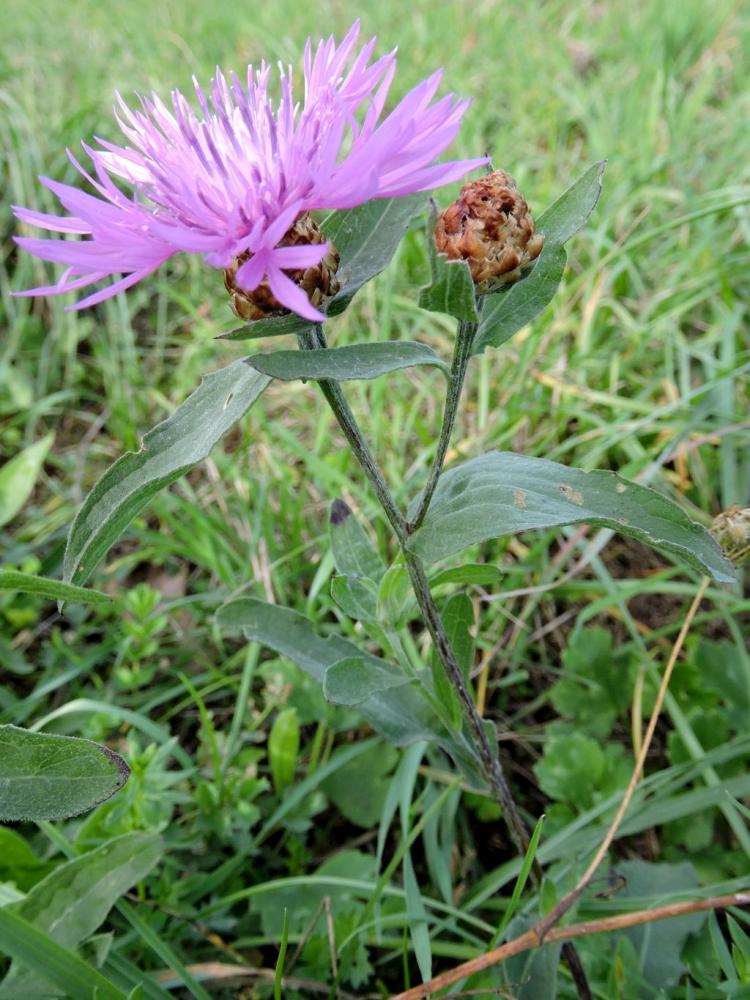 Centaurée jacée, Tête de moineau, Ambrette Centaurea jacea L., 1753