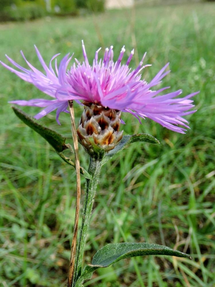 Centaurée jacée, Tête de moineau, Ambrette Centaurea jacea L., 1753