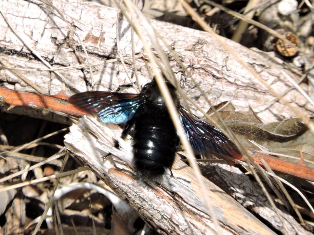 Abeille charpentière, Xylocope violet Xylocopa violacea (Linnaeus, 1758)