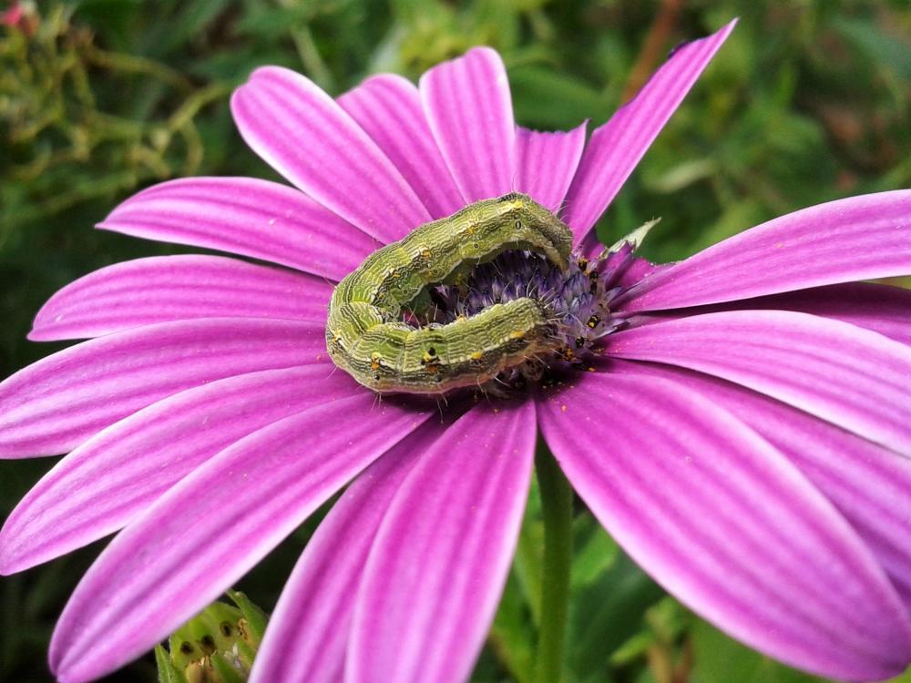 Armigère (L') Helicoverpa armigera (Hübner, 1808)