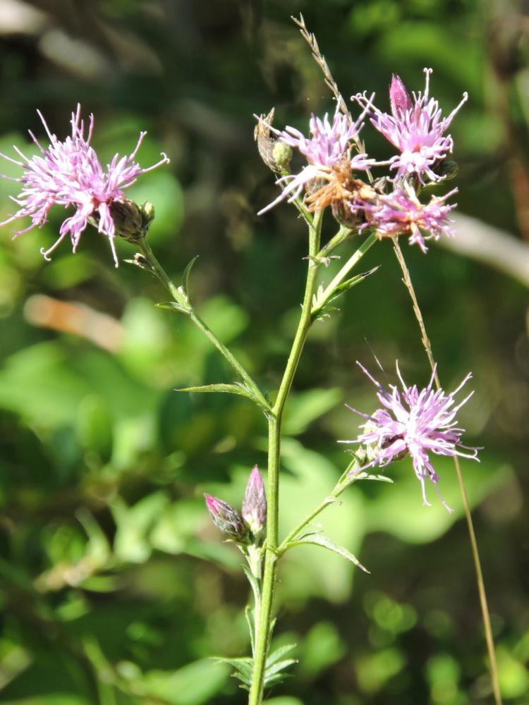 Serratule des teinturiers, Sarrette Serratula tinctoria L., 1753