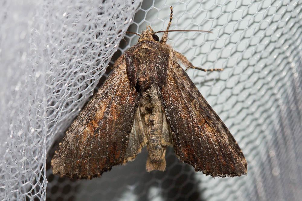 Campagnarde (La) Apamea crenata (Hufnagel, 1766)