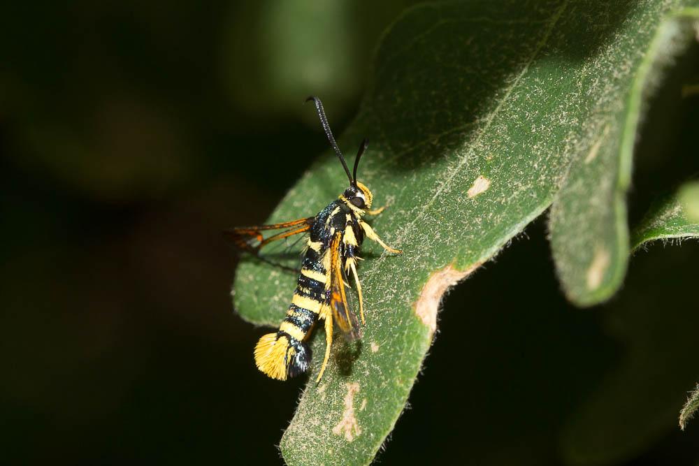Sésie vespiforme Synanthedon vespiformis (Linnaeus, 1760)