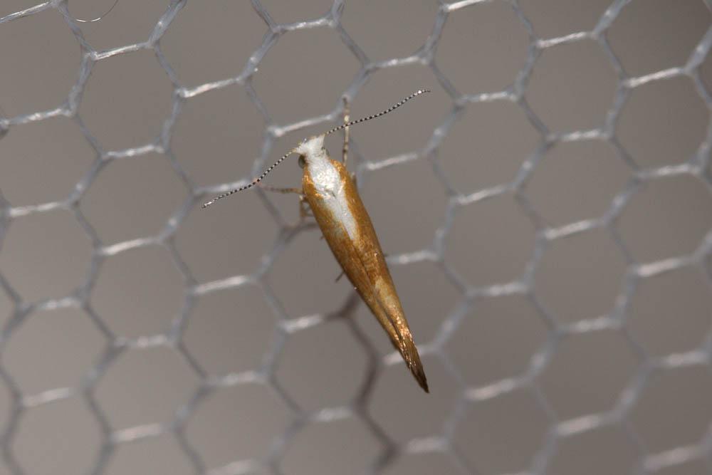 Argyresthia albistria (Haworth, 1828)