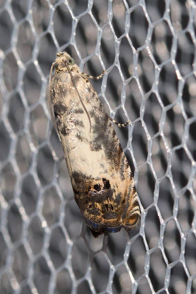  Pammene fasciana (Linnaeus, 1760)