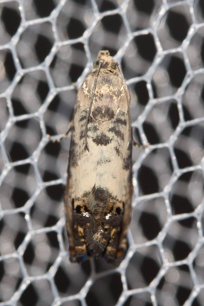 Pammene fasciana (Linnaeus, 1760)