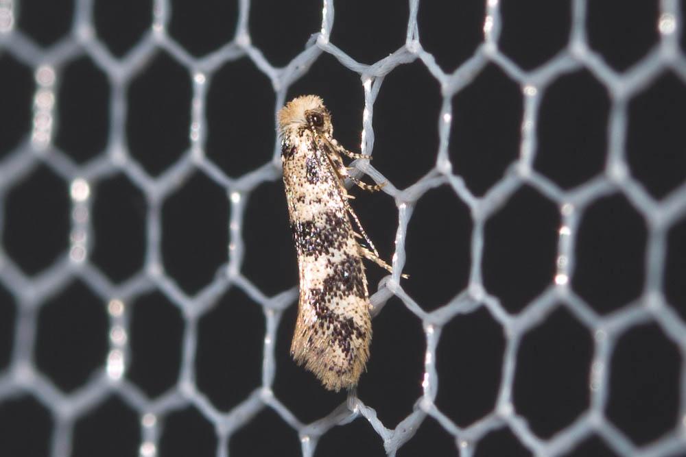 Infurcitinea atrifasciella (Staudinger, 1871)