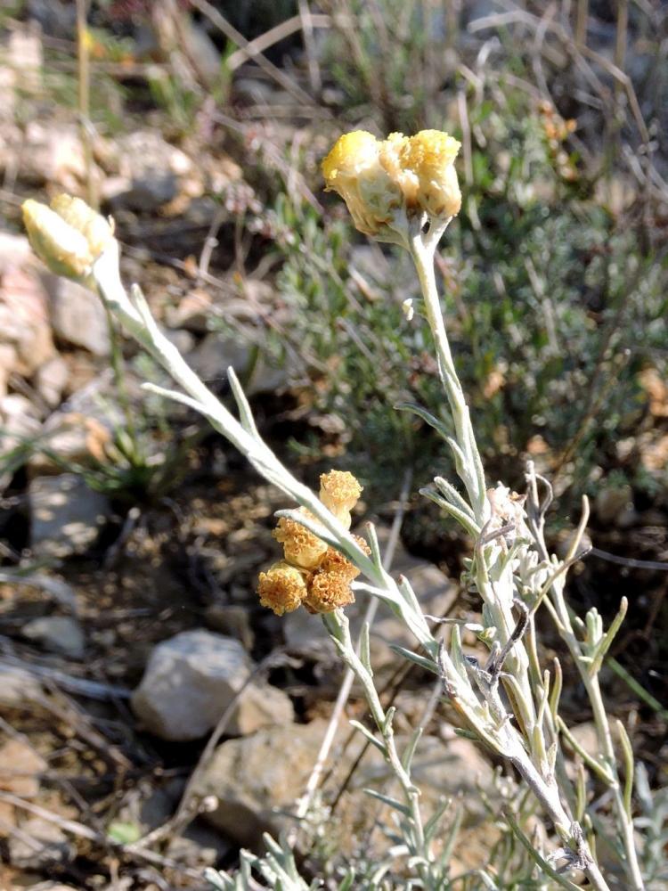 Immortelle des dunes, Immortelle jaune Helichrysum stoechas (L.) Moench, 1794