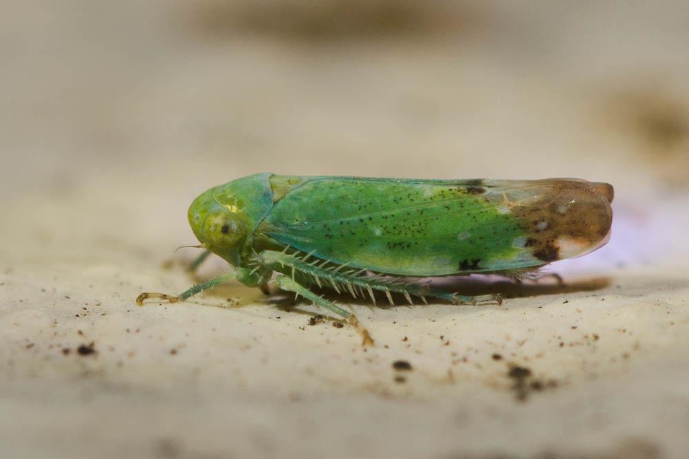  Opsius stactogalus Fieber, 1866