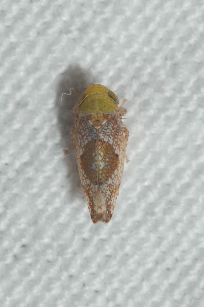  Hishimonus phycitis (Distant, 1908)