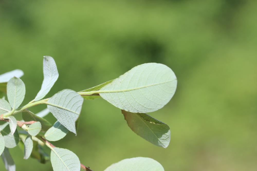 Saule cendré Salix cinerea L., 1753