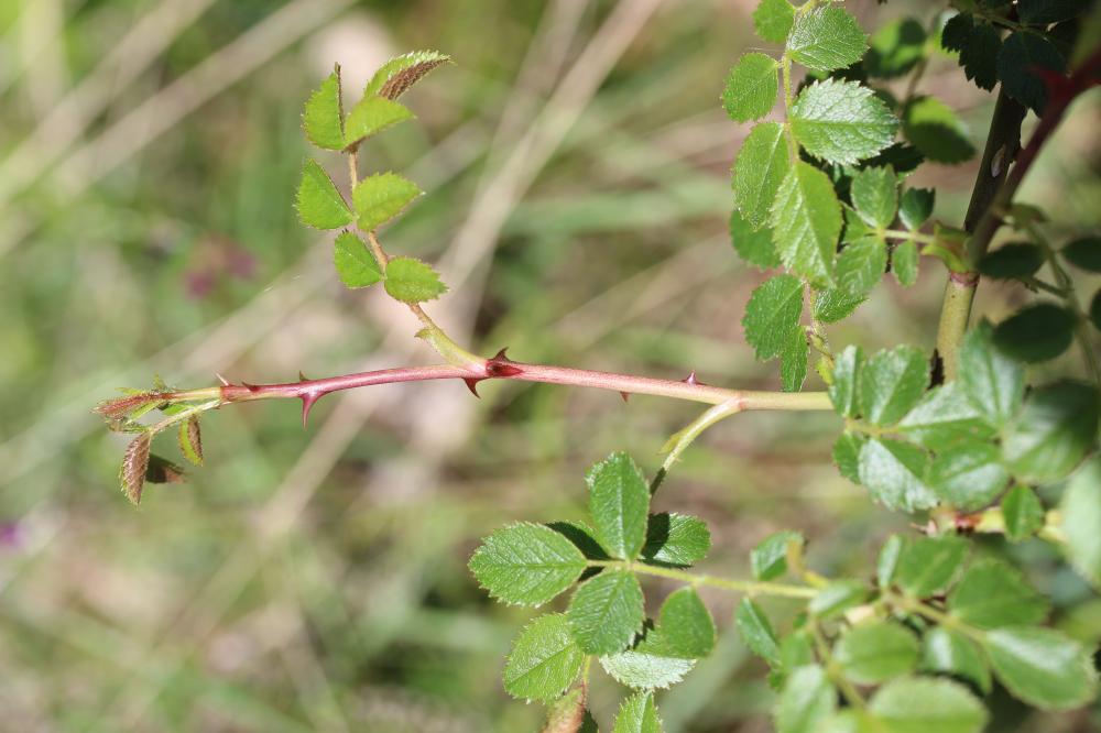 Rosier à petites fleurs, Églantier à petites fleur Rosa micrantha Borrer ex Sm., 1812