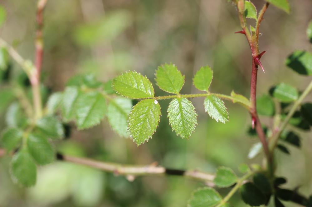 Rosier à petites fleurs, Églantier à petites fleur Rosa micrantha Borrer ex Sm., 1812